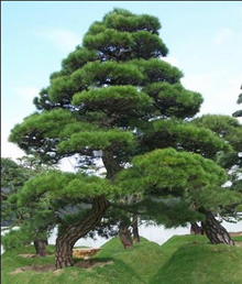 黑 松