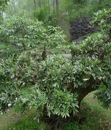 蚊母树